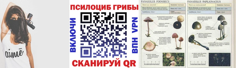 Купить закладки  Славянск-на-Кубани  Псилоцибиновые грибы мицелий 